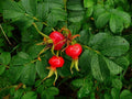 Sea Tomato Seeds - 30 Seeds for Planting - Rosa Rugosa Variety, Heirloom Vegetable Seeds, Organic Gardening