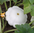 Organic Early White Scallop Patty Pan Squash Seeds - 20 Heirloom Non-GMO Seeds (Cucurbita pepo)