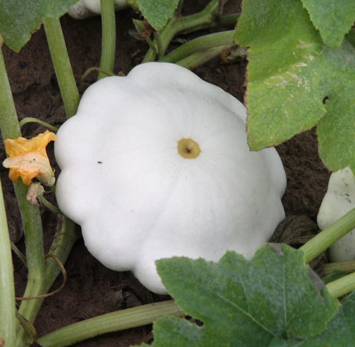 Organic Early White Scallop Patty Pan Squash Seeds - 20 Heirloom Non-GMO Seeds (Cucurbita pepo)
