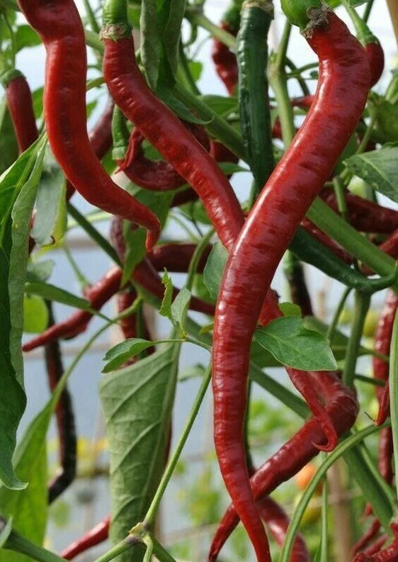 Red Cayenne Pepper Seeds 50+ Long Thin Hot Spicy Herb Capsicum annuum - Free Shipping