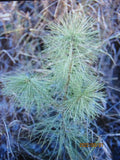 White Pine Seedlings 6-10 Inch Bare Root Transplants - Pinus strobus - 25 Pack for Spring Planting