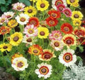 Chrysanthemum Seeds Mix - Painted Daisy Variety in White, Purple, Red, Yellow - Perfect for Patio & Garden