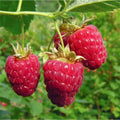 Giant Sweet Tulameen Raspberry Seeds - 25 Medicinal Seeds Rich in Antioxidants and Fiber - Rubus idaeus