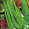 Top Crop Bush Bean Seeds, Heirloom Variety, Great Tasting Fresh or Cooked, 20+ Seeds, Phaseolus vulgaris