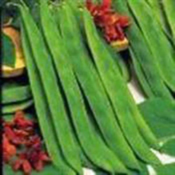 Top Crop Bush Bean Seeds, Heirloom Variety, Great Tasting Fresh or Cooked, 20+ Seeds, Phaseolus vulgaris