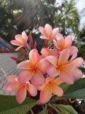 Light Pink Orange Plumeria - 5 Seeds - Tropical Flower Seeds - Frangipani (Plumeria spp.) - US Seller