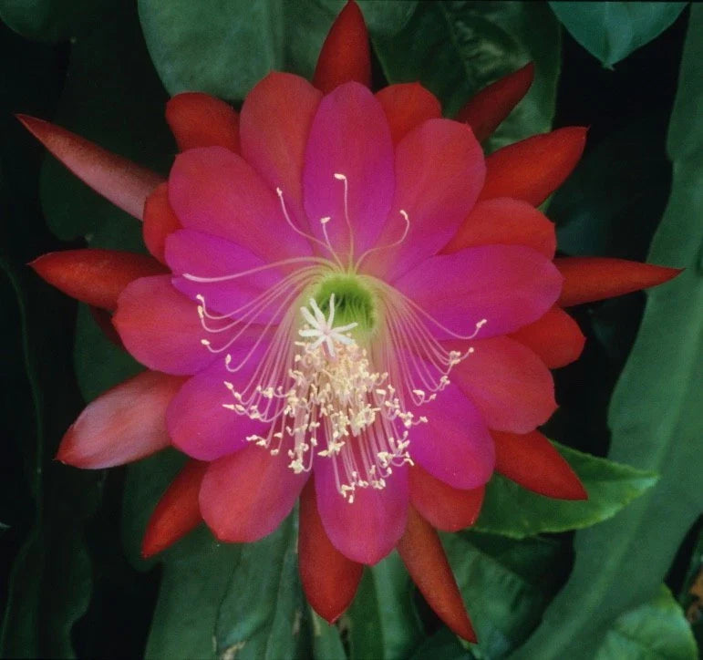 Epiphyllum Orchid Cactus Cutting - DANTE Variety, Don's Cuttings SEPT/1, Tropical Plant for Exotic Gardens