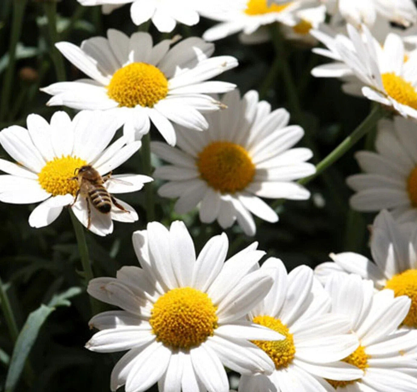 Ox Eye Daisy Flower Seeds 500+ Perennial for Bees and Butterflies, Leucanthemum vulgare, Garden Seeds