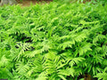 Sensitive Fern Live Plants - Woodland Native - Fully Rooted - Deer Proof - Onoclea sensibilis - Size 3-10