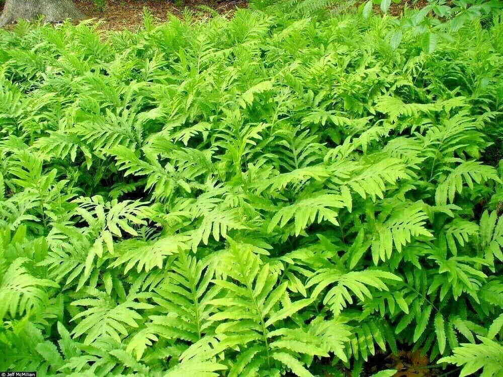 Sensitive Fern Live Plants - Woodland Native - Fully Rooted - Deer Proof - Onoclea sensibilis - Size 3-10