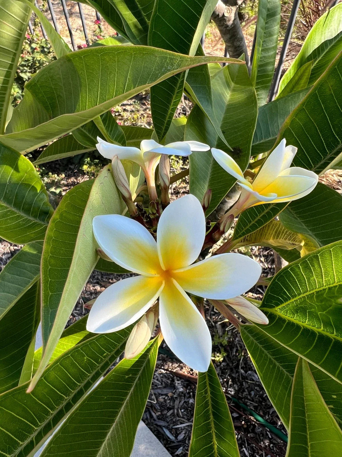 Well-Rooted Plumeria Plant - 3 Branches, White and Yellow Blooms, 9-12 Inches - Frangipani (Plumeria)