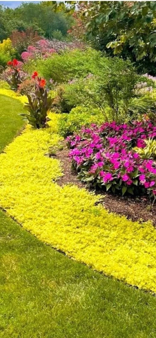 Golden Creeping Jenny Cuttings - 10 Pieces for Groundcover, Hanging Baskets, Pots (Lysimachia nummularia)