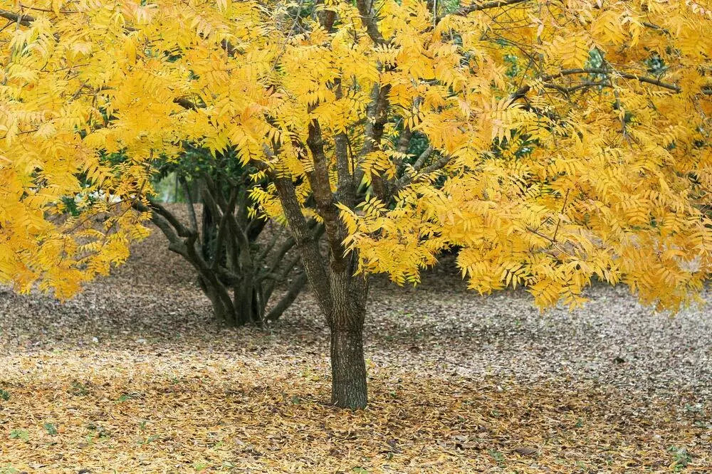 Thornless Honeylocust Tree Seeds - 10 Pack - Gleditsia triacanthos inermis - Drought Tolerant, Fast Growing