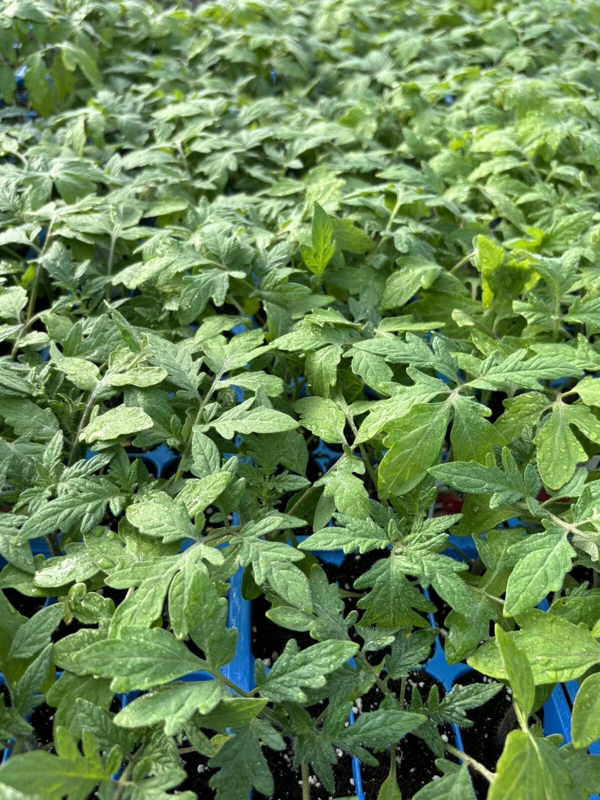 BEEFSTEAK TOMATO Live Plants - 4 Pack, 6-10 Inches, Solanum lycopersicum, 60+ Days Old, Heirloom Vegetable Garden Starter