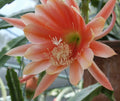 Epiphyllum Orchid Cactus Cutting - MOR MOR Variety, Don's Cuttings AUG/2, Perfect for Plant Enthusiasts