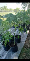 Red Royale F1 Papaya Tree in 3 Gallon Pot - Red Glory Variety, Red Lady (Carica papaya)
