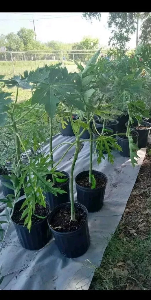 Red Royale F1 Papaya Tree in 3 Gallon Pot - Red Glory Variety, Red Lady (Carica papaya)
