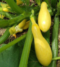 Premium Straightneck Summer Squash Seeds - 20 Fresh Harvested Seeds - Cucurbita pepo