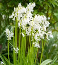 Spanish Whitebells Bulbs for Planting - 10 Pack - Hyacinthoides hispanica - Perennial Flowering Bulbs for Garden