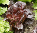 Super Red Romaine Lettuce Seeds - Bulk Heirloom - Crispy Variety - 500, 1000, 2000, 5000 Seeds - Ideal for Home Gardening