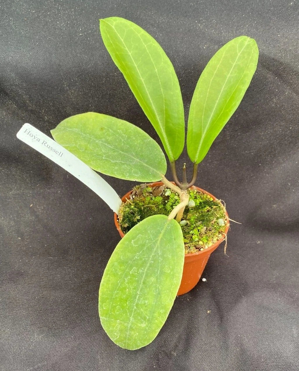 Hoya Russell Hybrid Rooted Plant 2.5" Pot Hoya Carnosa Variegata