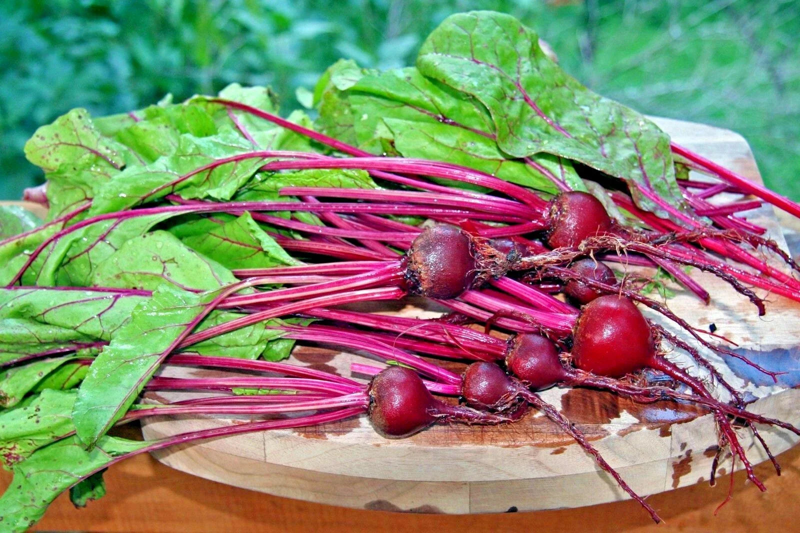 Early Wonder Beet Seeds - Heirloom Vegetable for Garden & Patio - Beta vulgaris - 101+ Seeds