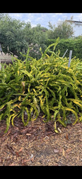 Dragon Fruit Cuttings - 4 Pack - USA Grown, No Roots - Hylocereus undatus
