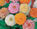 Zinnia Seeds Mix - Peppermint Stick Variety - 25 Seeds - Colorful Garden Flowers - Zinnia elegans