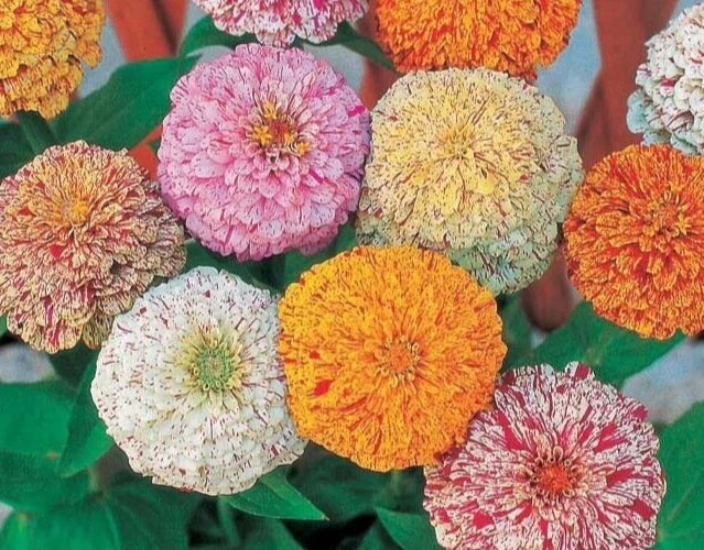 Zinnia Seeds Mix - Peppermint Stick Variety - 25 Seeds - Colorful Garden Flowers - Zinnia elegans