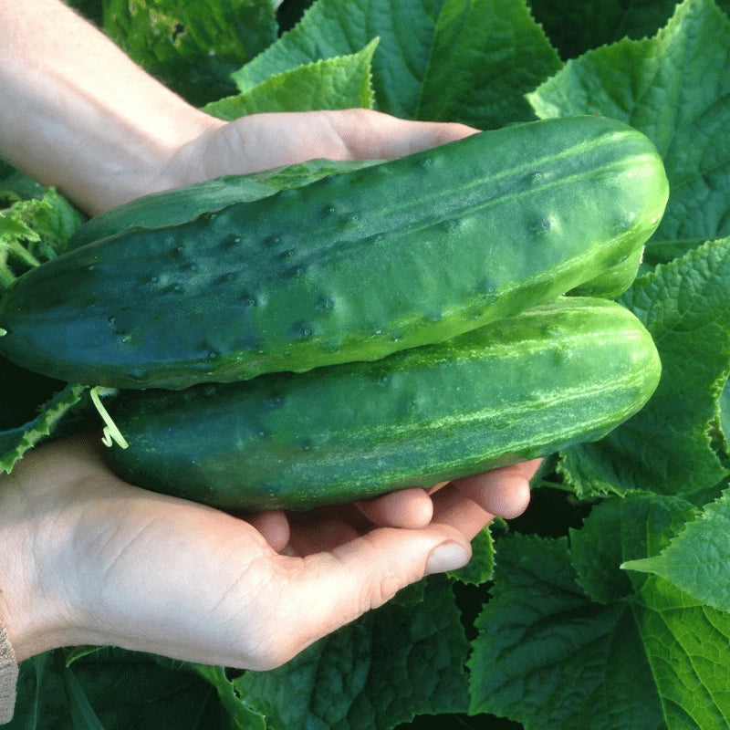 25+ Organic Heirloom Spacemaster 80 Cucumber Seeds - Non-GMO, Fresh, Vegetable Gardening, Cucumis sativus