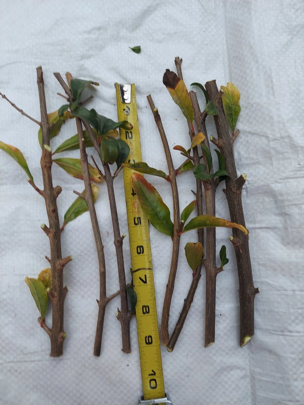 10 Rare Organic White Pomegranate Cuttings – Unrooted – Punica granatum – Easy Propagation – Unique Fruit Plant Starter