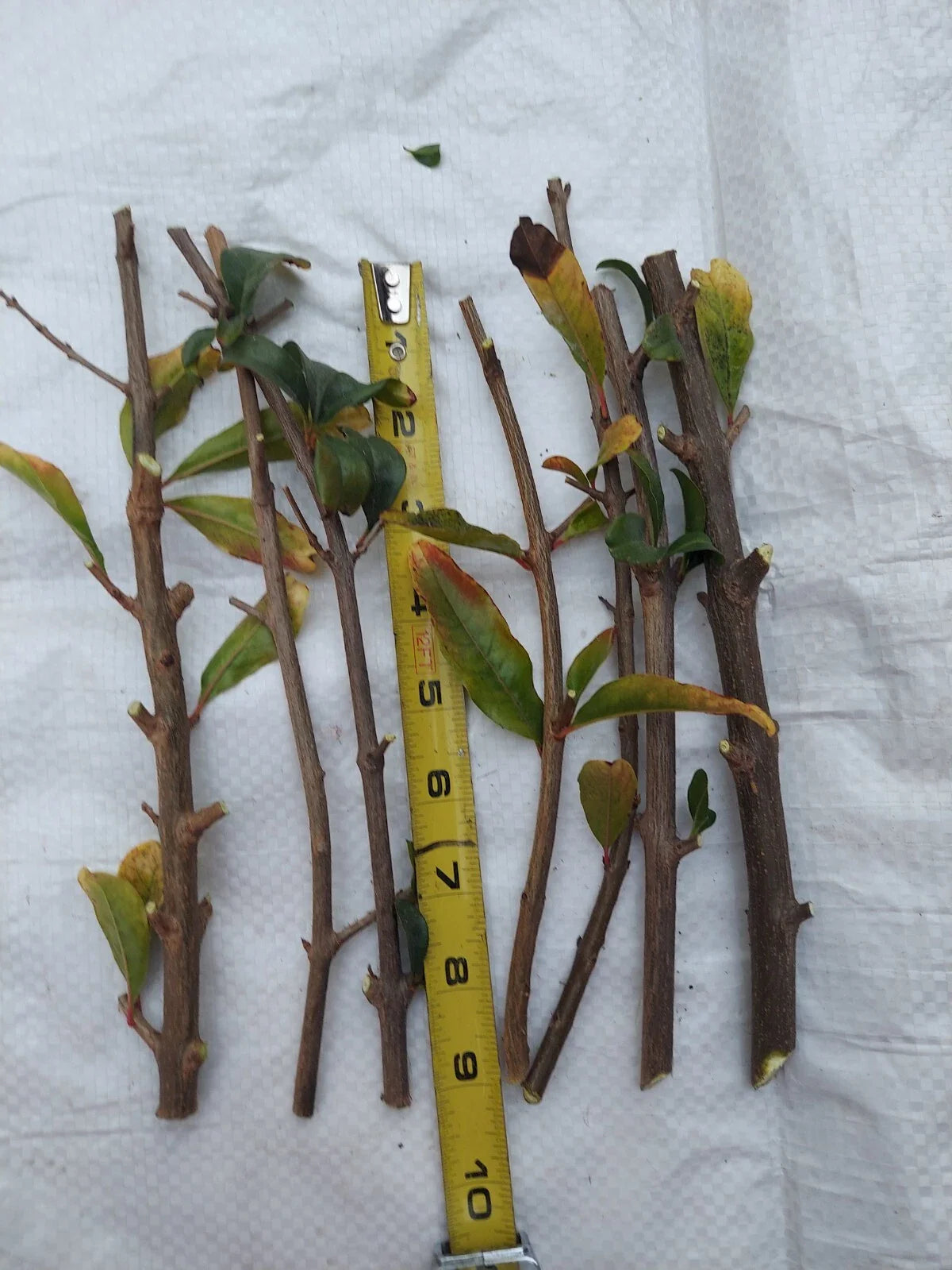 10 Rare Organic White Pomegranate Cuttings – Unrooted – Punica granatum – Easy Propagation – Unique Fruit Plant Starter