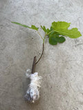Fig Tree 10” Cutting – Mature Old Plant Wood | Fresh Bareroot Cutting Ready to Plant | Sweet Fruit Variety Starter