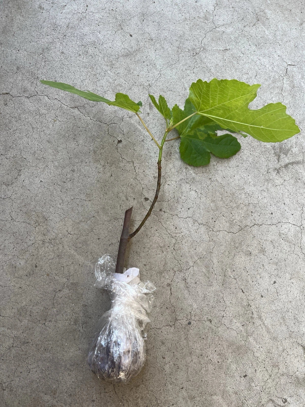 Fig Tree 10” Cutting – Mature Old Plant Wood | Fresh Bareroot Cutting Ready to Plant | Sweet Fruit Variety Starter