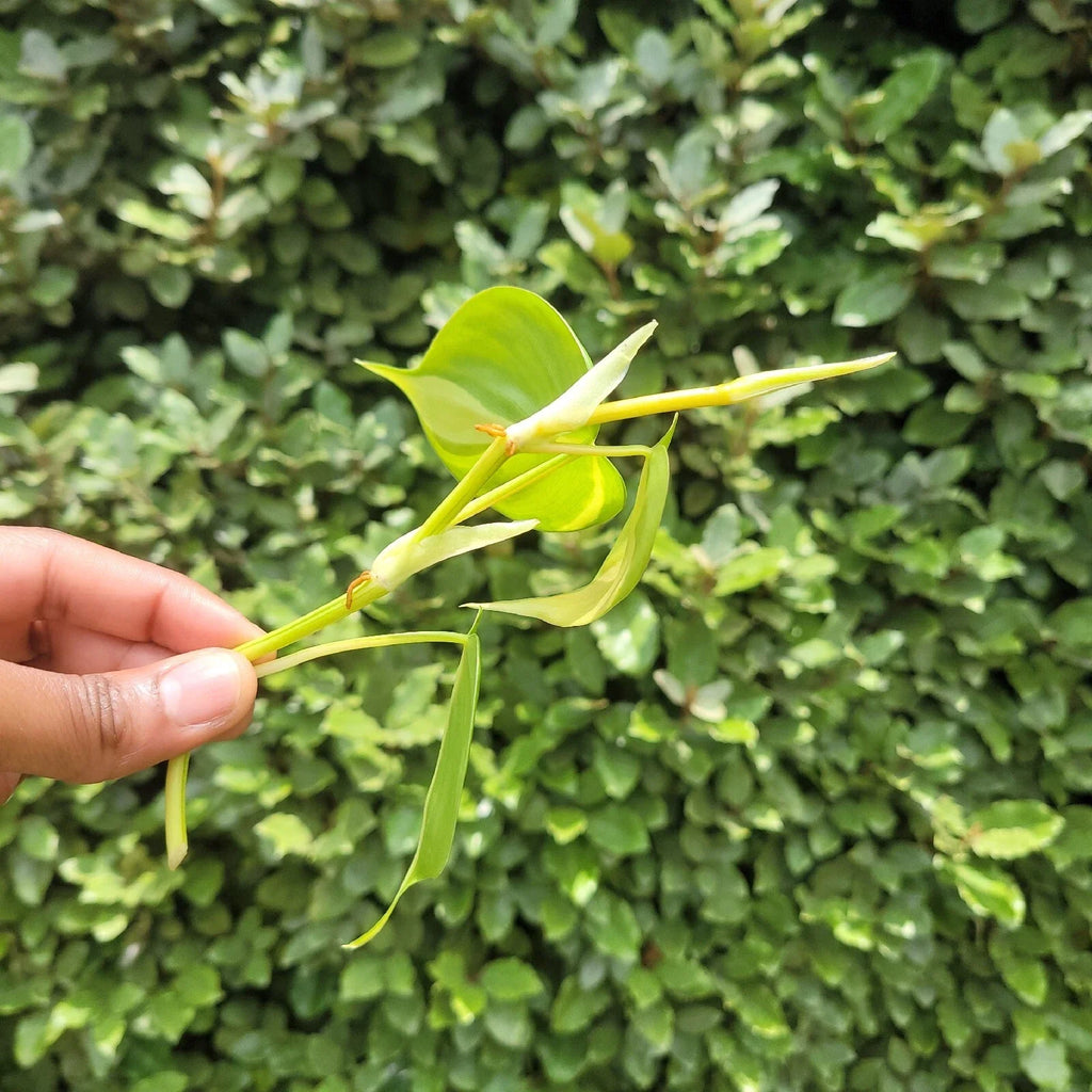Philodendron Brasil Rooted Cutting – Live Easy-Care Houseplant | Variegated Heartleaf Philodendron | Indoor Natural Decor Plant