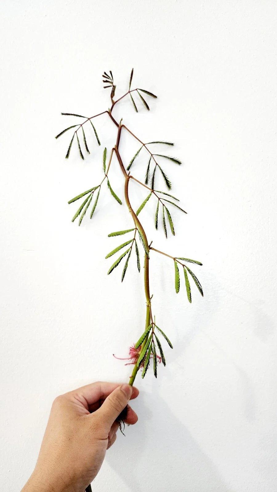 Live Water Mimosa Neptunia oleracea | Tropical Aquatic Pond Plant | Floating/Marginal Bareroot Live Plant for Water Gardens