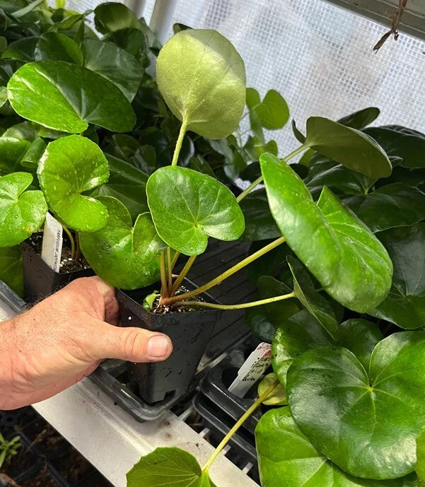 Giant Leopard Plant – Farfugium japonicum ‘Giganteum’ – Tractor Seat Plant – Bold Foliage – Live Shade Plant – Perennial Starter