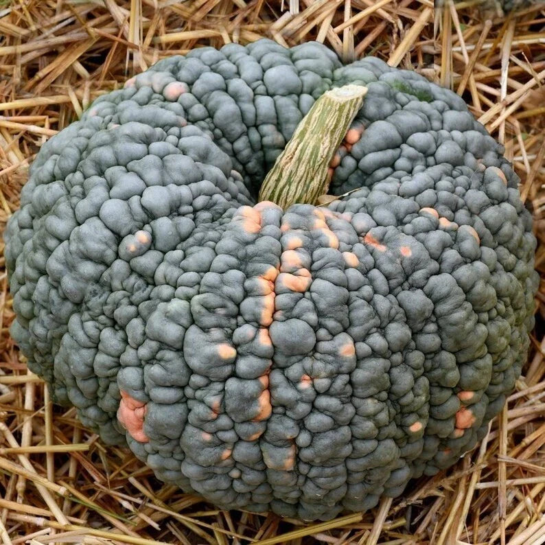 Organic Sugarcup Winter Squash Seeds - 10 Pack - Cucurbita maxima - USA Grown, Free Shipping
