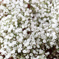 Babys Breath Seeds for Planting - 1,000 Count - Easy to Grow Annual Flowers - Gypsophila elegans
