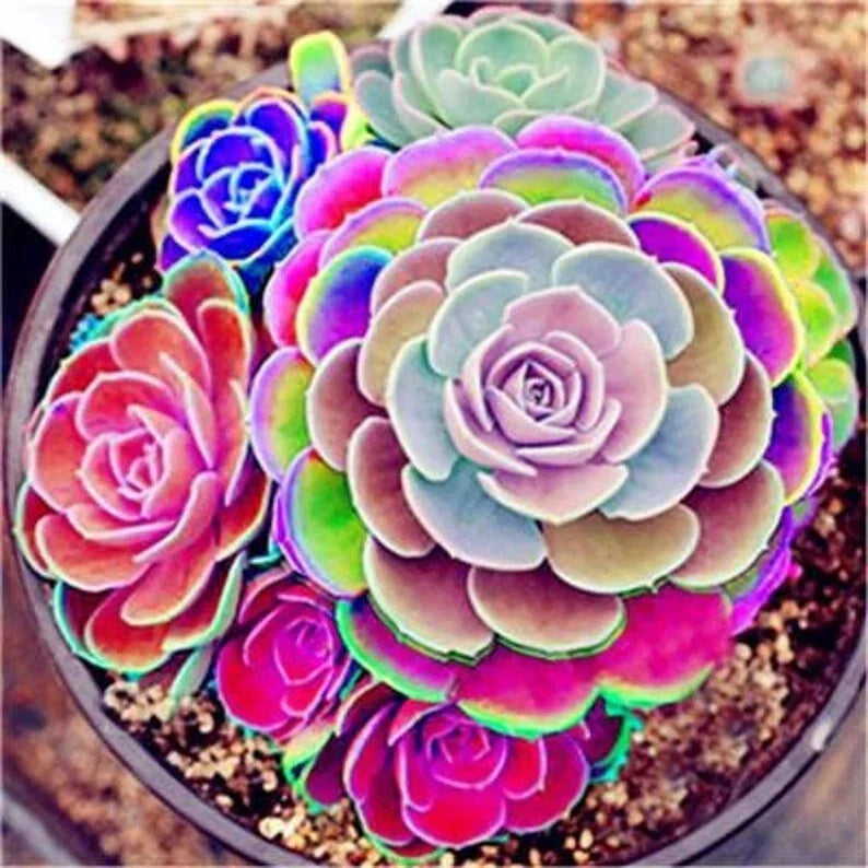 Lotus Lithops Succulent Seeds Mix - 100PCs Pack - Colorful Varieties for Home Gardening
