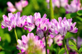Chinese Milk Vetch Flower Seeds 500 Count - Astragalus sinicus, Fast-Growing, Hardy, Ideal for Gardens and Pollinators