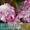 Orchid Ecstasy Begonia Seeds, 45 or 125 Non-GMO Flower Seeds, Colorful Begonia Varieties, Ideal for Gardens and Pots