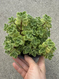 Vicks Plant Cutting - 2” Plectranthus Tomentosa - Unique Scent Herb for Aromatherapy and Home Gardening