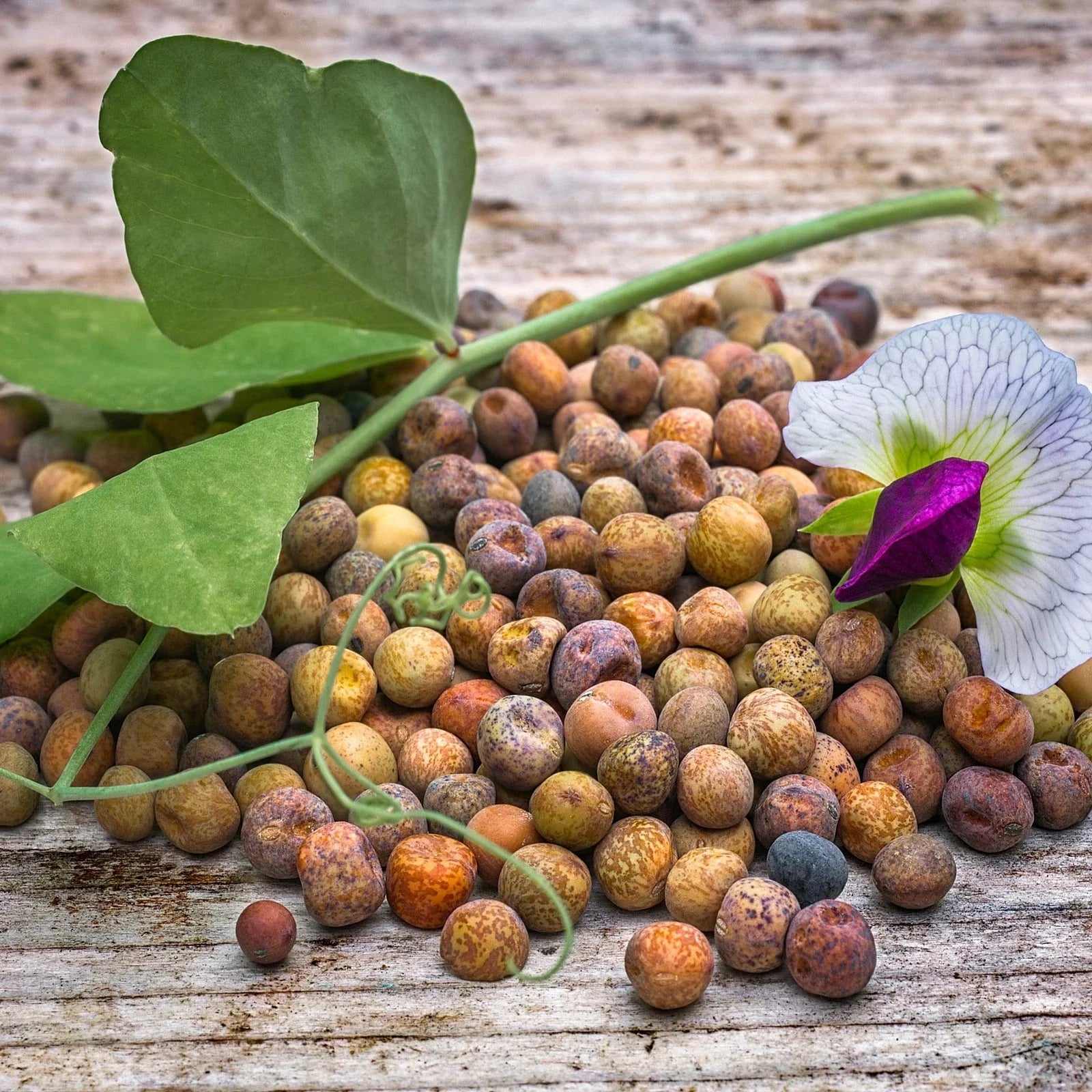 Austrian Winter Pea Seeds - Cover Crop Forage - Deer Food Plot - Pisum sativum subsp. arvense