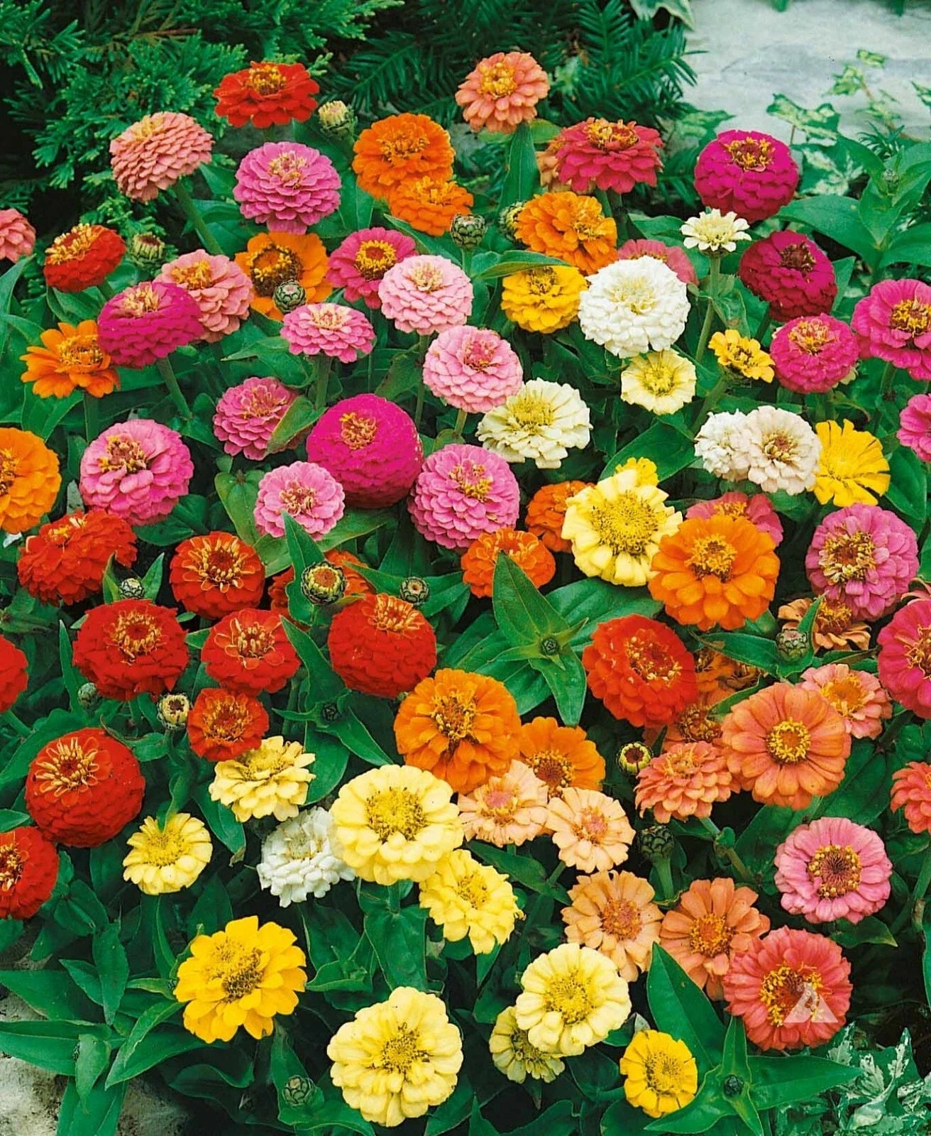 Zinnia Seeds - Thumbelina Mix Dwarf - Attracts Butterflies & Hummingbirds - AAS Winner - Non-GMO - 200 Seeds