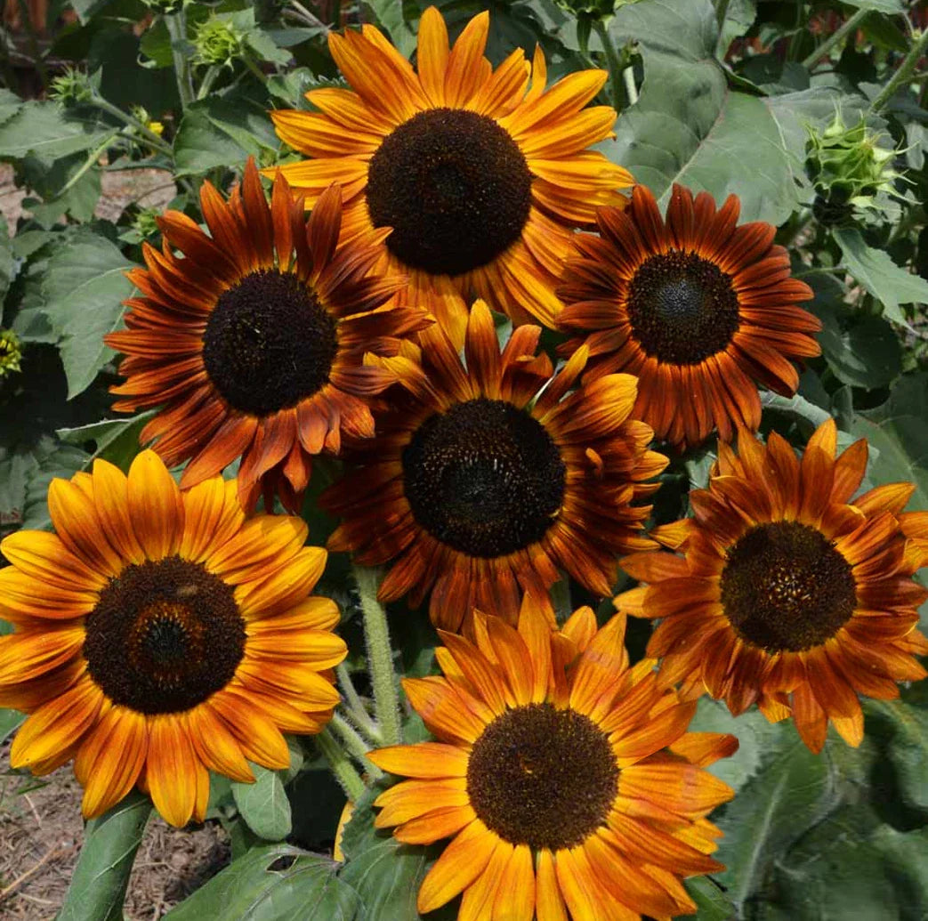 Sunflower Seeds - Tall Sunset Shades - Helianthus - Earthwalker 2025 Variety