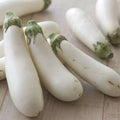 White Long Eggplant Seeds - 15 Seeds, Solanum Melongena, Heirloom Vegetable Seeds for Home Gardening