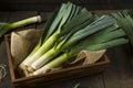 Giant Musselburgh Leek Seeds, Scotch Giant, NON-GMO, Heirloom, Allium ampeloprasum