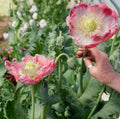 Poppy Seeds - 500 Organic Seeds - Qis Bowling Ball Variety - Large Pink Flowers - Papaver somniferum