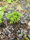 Kingsville Boxwood Mame Bonsai Tree, Rare Specimen, Buxus microphylla 'Kingsville'